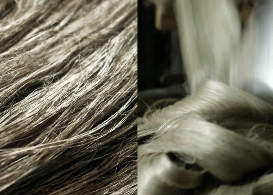 中国黑龙江产汉麻纤维兼具透气与抗菌特性